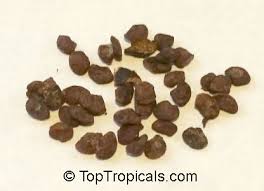 Image result for Feretia