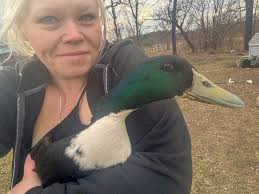 We have turkey hatching eggs available! The breeds are Sweetgrass, Black  Spanish, Narragansett, and Royal Palm. The last person who bought hatching  eggs from us had all six hatch! To add to