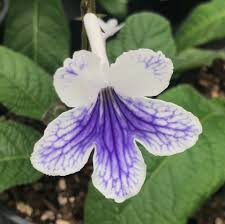Image result for Streptocarpus leptopus
