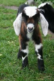 Check spelling or type a new query. Pin By Mercedes Koons On Cows D And Other Animals Nubian Goat Cute Goats Animals Beautiful