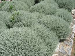 Zypressen Heiligenkraut Pflanzen Busch Gestaltung Ueppig Blaetter Heiligenkraut Mediterraner Garten Mediteraner Garten