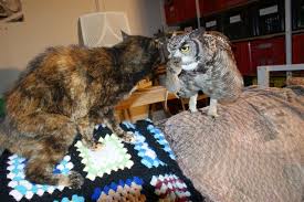 (sorry to be so graphic) i will say, though, that a cat would not be the birds first choice of prey, as a cat is capable of fighting back. The Caring Owl The Owl Pages