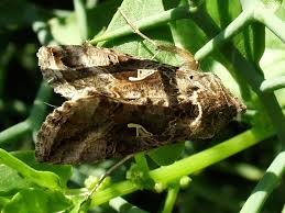 Image result for Autographa gamma