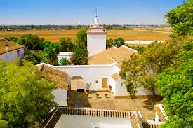 Image result for Atalaya alata