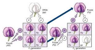 Mendel Proposes A Theory Foundations Of Genetics The Continuity Of Life The Living World