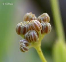 Image result for Apium graveolens