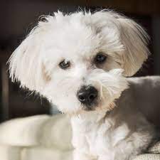 63 likes · 2 talking about this · 1 was here. 15 Small White Dog Breeds Little White Dog Breeds
