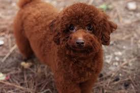 A miniature poodle, ideal for those who want an energetic dog that needs moderate exercise, can cost anywhere from $350 to as much as $1,500. 15 Things You Should Know About The Miniature Poodle Your Dog Advisor