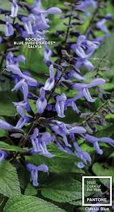 Black And Sky Blue Flowers Rockin Blue Suede Shoes Salvia Hybrid In 2020 Salvia Plants Blue Garden Salvia