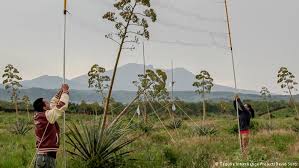 Cactus milk is the sap that can be seen when there's damage to the stems of succulents such as milkweed or spurge. How Farmers Are Helping Bats Make Tequila Jrs Biodiversity Foundation