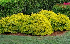Image result for Duranta erecta