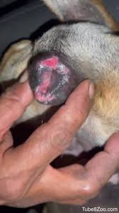 Nude man sticks whole penis in dogs little pussy for hard sex