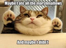 The best memes from instagram, facebook, vine, and twitter about saturday meme. Science Caturday The Finch And Pea