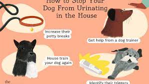How To Stop Your Dog From Peeing In The House