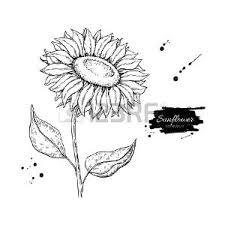 Foto Girasole Disegno Immagini E Vettoriali