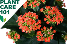 Image result for Kalanchoe crenata