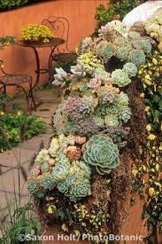 Succulents On Thomas Hobbs Garden Wall As Seasonal Display Vancouver Canada Succulents Garden Wall Succulents Garden