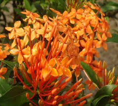 Image result for Ixora nana