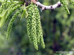 Image result for Carya illinoinensis