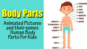 See kids body parts stock video clips. Body Parts Animated Pictures And Their Names Human Body Parts For Kids Knowing Our Body Youtube