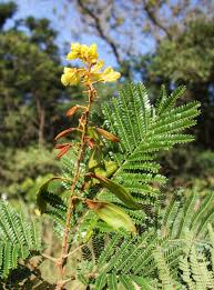 Image result for Peltophorum dubium