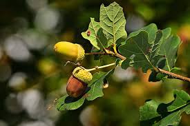 How does this happen? you might ask. Start Up Of The Day Cleaning Products Made From Acorns Innovation Origins