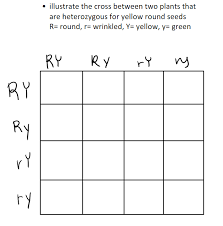 Describe how to use a punnett square for a monohybrid and dihybrid cross. Dihybrid Punnett Square Example Diagram Quizlet