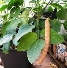 Image result for Canavalia africana