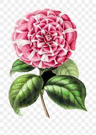 Vintage Pink Camellia Flower Design Element Free Image By Rawpixel Com