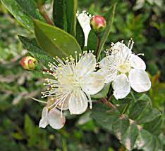 Common Myrtle Protected Endangered Medicinal