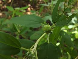 Image result for Melhania forbesii