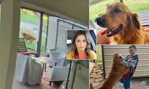 Golden retriever puppy for sale near utah, w jordan, usa. Golden Retriever Is Shot And Killed In His Own Backyard While Family Was Out Camping Daily Mail Online