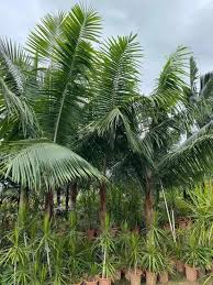 Image result for Butia
