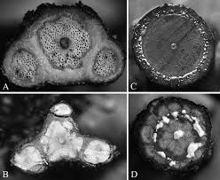 Image result for Aporrhiza paniculata