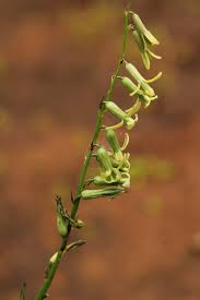 Image result for Dipcadi marlothii