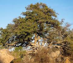 Image result for Manilkara mochisia