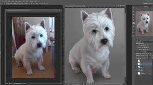 Check spelling or type a new query. Painting Fur Digitally Using Dog For Reference How To Draw Tutorial Youtube
