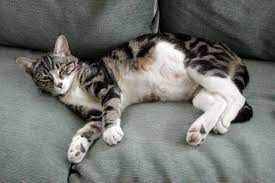 Pin On Kitty