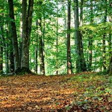 Maybe you would like to learn more about one of these? About Us Twelve Oaks Tree Service Inc Toronto Arborist