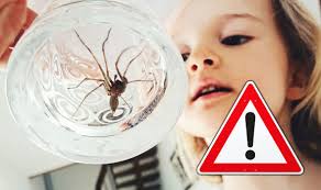 Why are false widow spiders suddenly in the uk spotlight right now? How To Get Rid Of Spiders False Widow Spiders Close Uk Schools Due To Infestation Express Co Uk