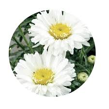 Image result for foto Kopretina