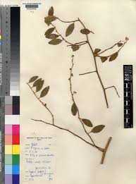 Image result for Indigastrum parviflorum