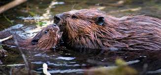 The wetlands upstream from beaver dams have a different biotype than if the dams were removed. Build A Beaver Dam U S National Park Service