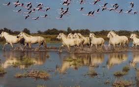 Me And The Cruise Page 2 Camargue Horse France Travel Camargue