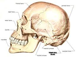 Image result for Temporal Bone