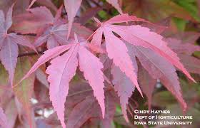 We did not find results for: A Passion For Purple Foliage Plants Horticulture And Home Pest News