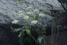 Image result for Heracleum abyssinicum