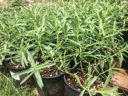 Image result for Kotschya speciosa