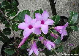 Image result for Wahlenbergia madagascariensis
