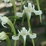 Image result for Cyrtorchis monteiroae